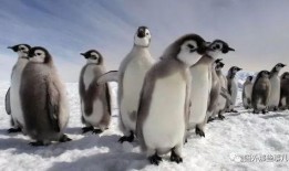 碎嘴企鹅爆料视频大全,趣味横生的搞笑瞬间大盘点